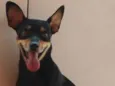 Pirulitto