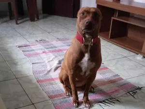 Cachorro raça Pit-Bull idade 2 a 6 meses nome  Falar com Marcela - Whats 11 96465-0437