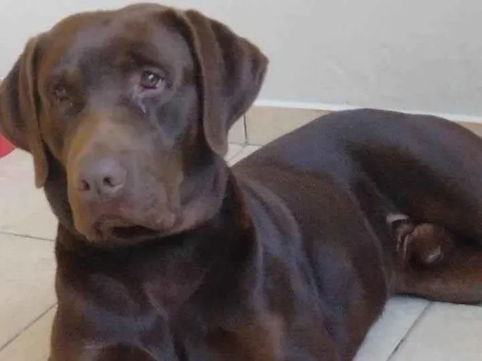 Cachorro ra a SRD-ViraLata idade 7 a 11 meses nome Chocolate