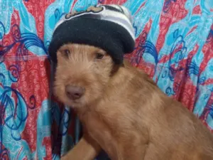 Cachorro raça SRD-ViraLata idade 2 a 6 meses nome Falar com Surama - Whats 11 98345-0844