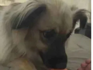 Cachorro raça SRD-ViraLata idade 2 a 6 meses nome Falar com Lucas - Whats 11 96975-1224