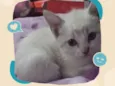 Fofuras