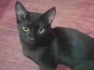 Gato raça SRD-ViraLata idade 7 a 11 meses nome Doja é Keisuke