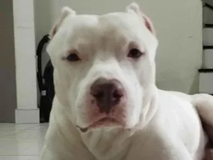 Cachorro raça Pit-Bull idade 5 anos nome Thor