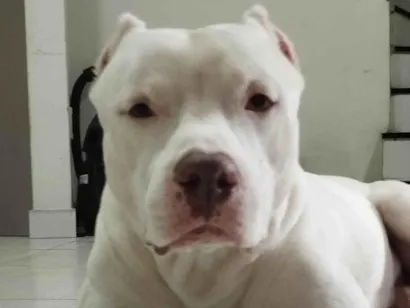 Cachorro raça Pit-Bull idade 5 anos nome Thor