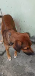 Caramelo