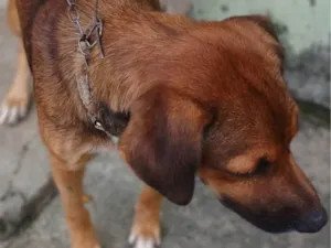 Cachorro raça SRD-ViraLata idade 7 a 11 meses nome Caramelo 