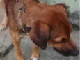 Caramelo