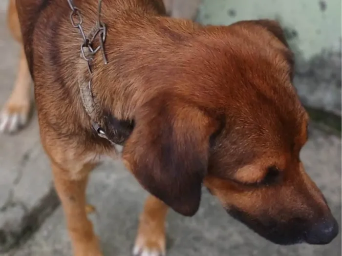 Cachorro ra a SRD-ViraLata idade 7 a 11 meses nome Caramelo 