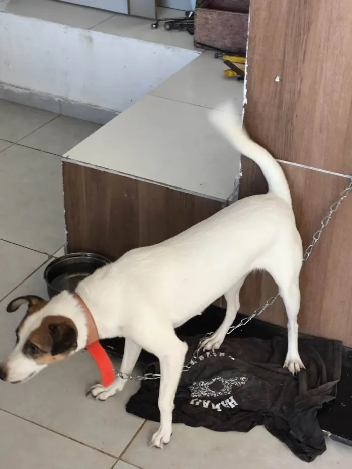 Cachorro ra a SRD-ViraLata idade 3 anos nome Make