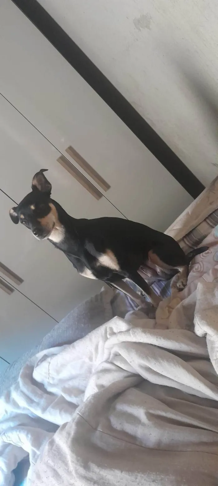 Cachorro ra a SRD-ViraLata idade 2 a 6 meses nome mel 