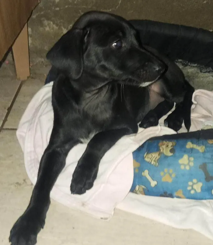 Cachorro ra a SRD-ViraLata idade 2 a 6 meses nome mel 
