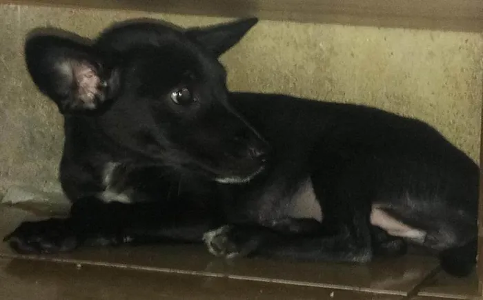 Cachorro ra a SRD-ViraLata idade 2 a 6 meses nome mel 