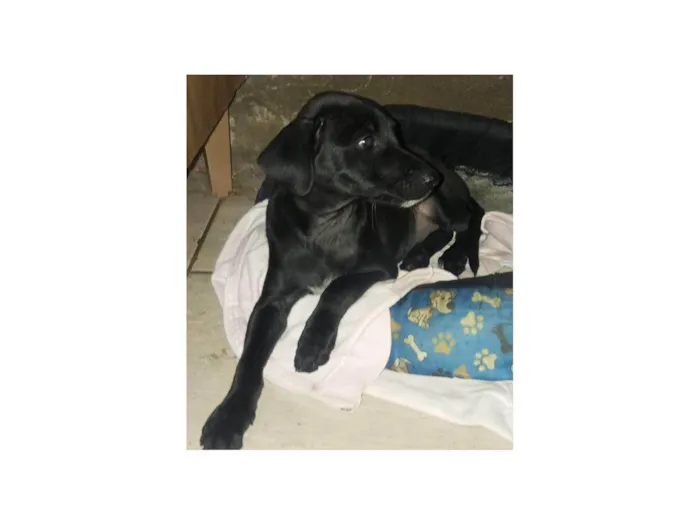 Cachorro ra a SRD-ViraLata idade 2 a 6 meses nome mel 