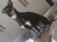 mel 