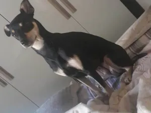 Cachorro raça SRD-ViraLata idade 2 a 6 meses nome mel 