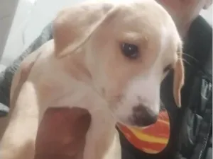 Cachorro raça SRD-ViraLata idade 2 a 6 meses nome Filhotes 