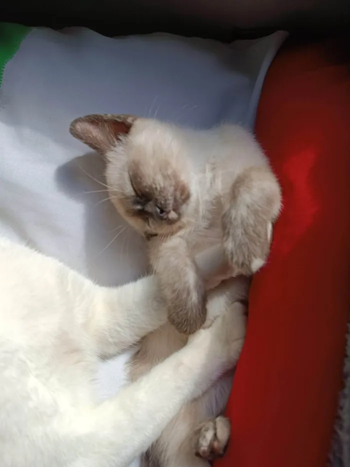 Gato ra a Siamês idade 2 a 6 meses nome Aurora