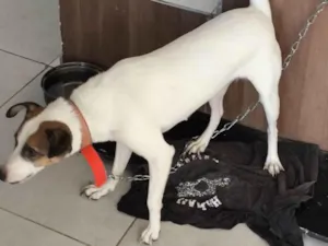 Cachorro raça SRD-ViraLata idade 3 anos nome Make