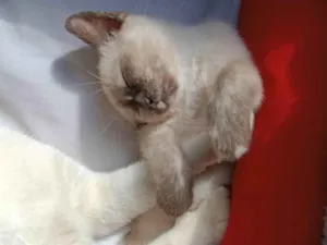 Gato raça Siamês idade 2 a 6 meses nome Aurora