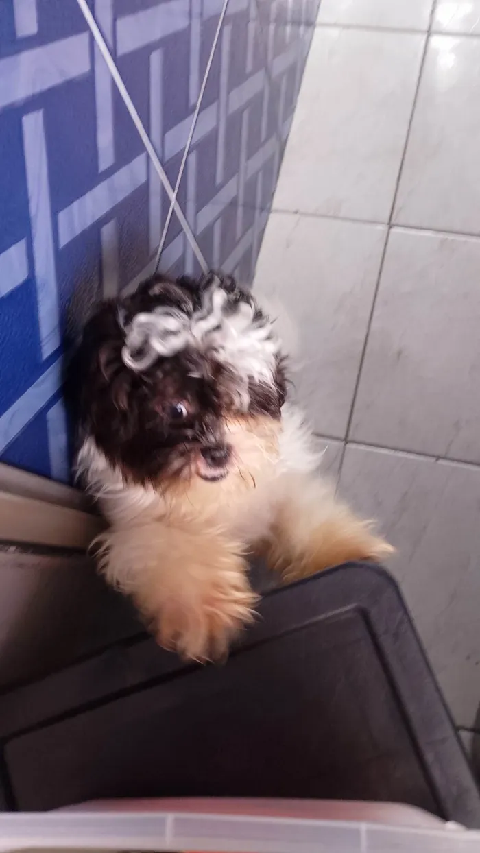 Cachorro ra a Shitzu idade 1 ano nome Max