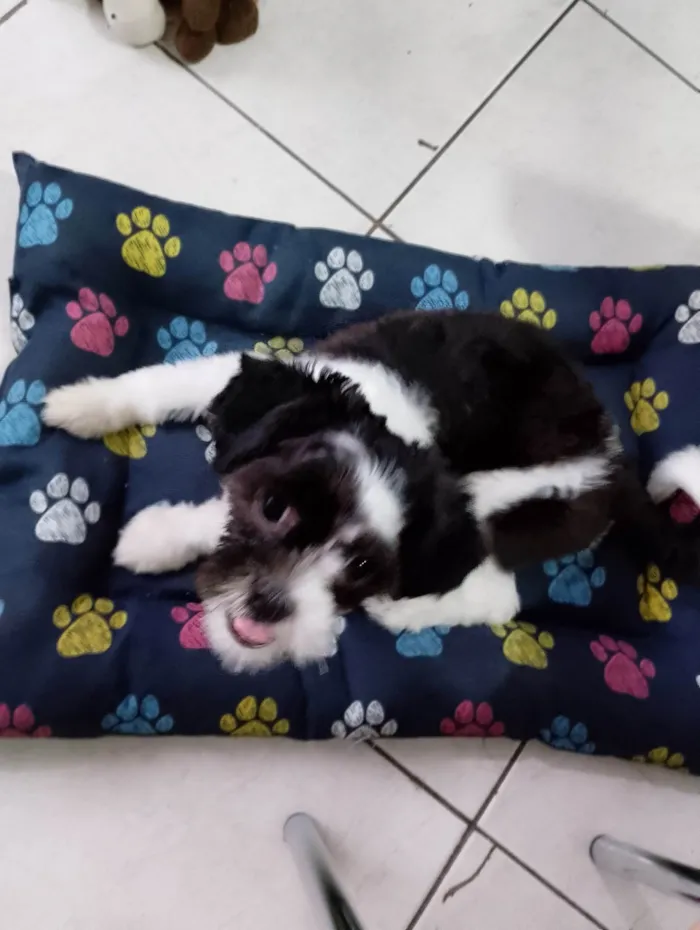 Cachorro ra a Shitzu idade 1 ano nome Max