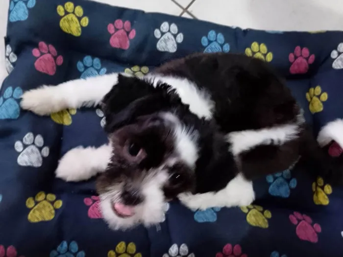Cachorro ra a Shitzu idade 1 ano nome Max