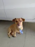 Caramelo