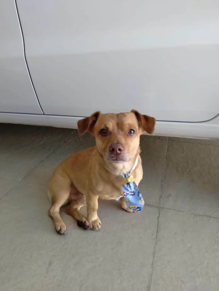 Cachorro ra a Basset-Cofap idade 3 anos nome Caramelo