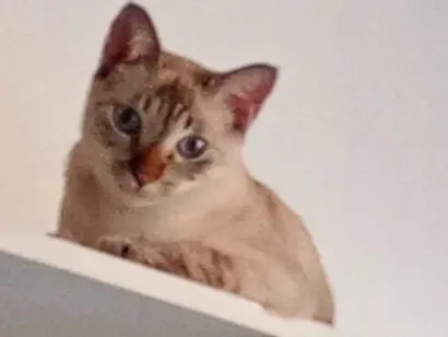 Gato raça SRD-ViraLata idade 1 ano nome Everest