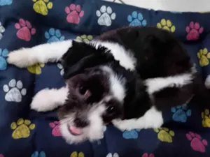 Cachorro raça Shitzu idade 1 ano nome Max