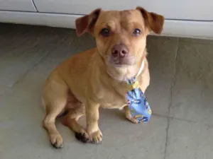 Cachorro raça Basset-Cofap idade 3 anos nome Caramelo
