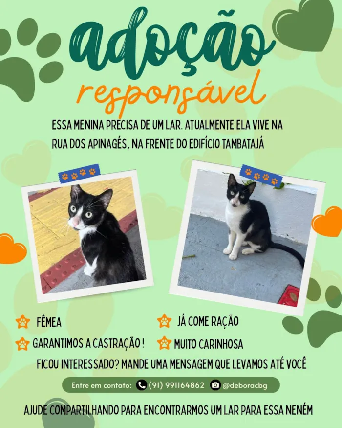 Gato ra a SRD-ViraLata idade 2 a 6 meses nome Flor 