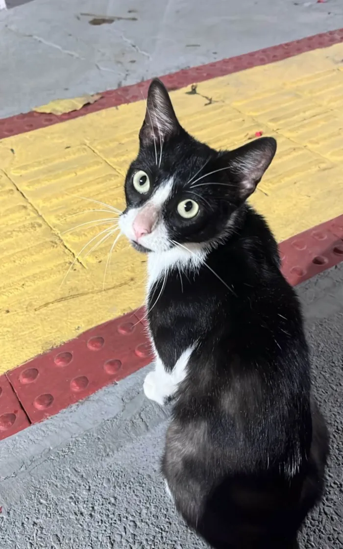 Gato ra a SRD-ViraLata idade 2 a 6 meses nome Flor 