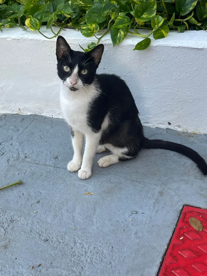 Gato ra a SRD-ViraLata idade 2 a 6 meses nome Flor 