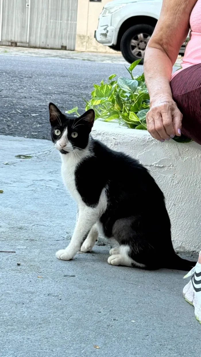 Gato ra a SRD-ViraLata idade 2 a 6 meses nome Flor 