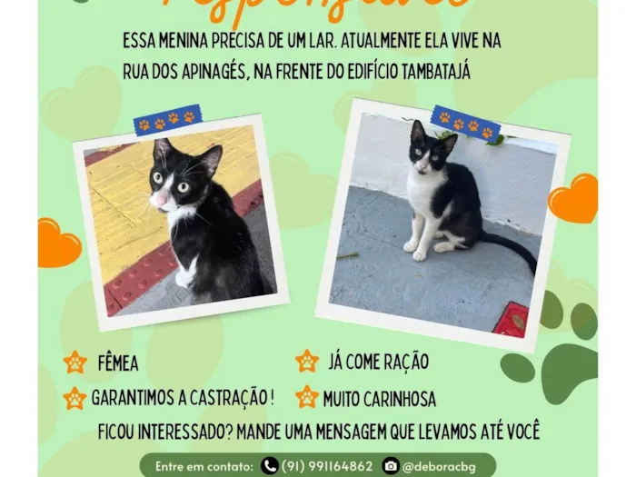 Gato ra a SRD-ViraLata idade 2 a 6 meses nome Flor 