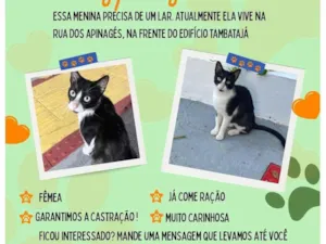 Gato raça SRD-ViraLata idade 2 a 6 meses nome Flor 