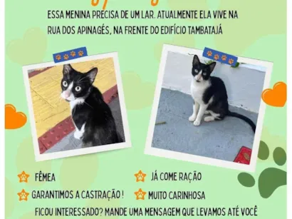 Gato raça SRD-ViraLata idade 2 a 6 meses nome Flor 