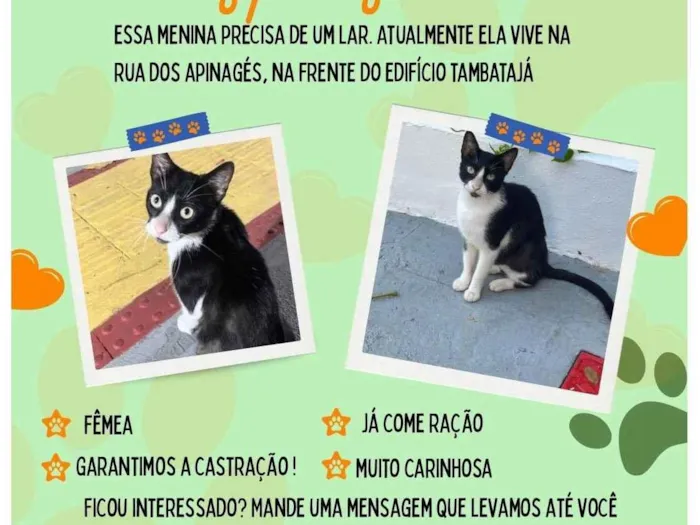 Gato ra a SRD-ViraLata idade 2 a 6 meses nome Flor 