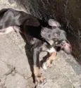 Nutella bb3meses mix Salsicha