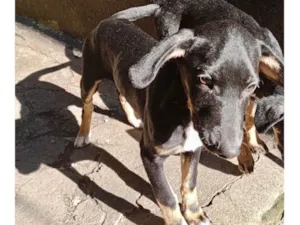 Cachorro raça Basset-Cofap idade 2 a 6 meses nome Nutella bb3meses mix Salsicha 
