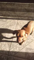 Vários cães