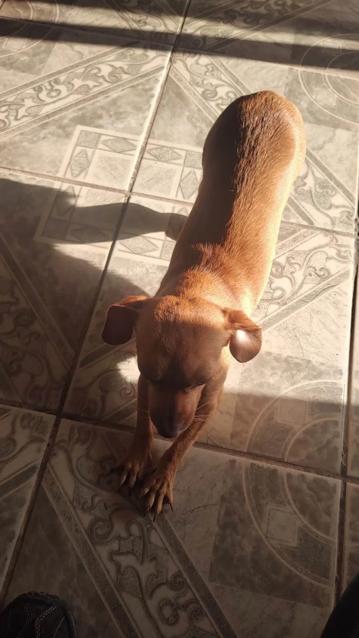 Cachorro ra a SRD-ViraLata idade 6 ou mais anos nome Vários cães 