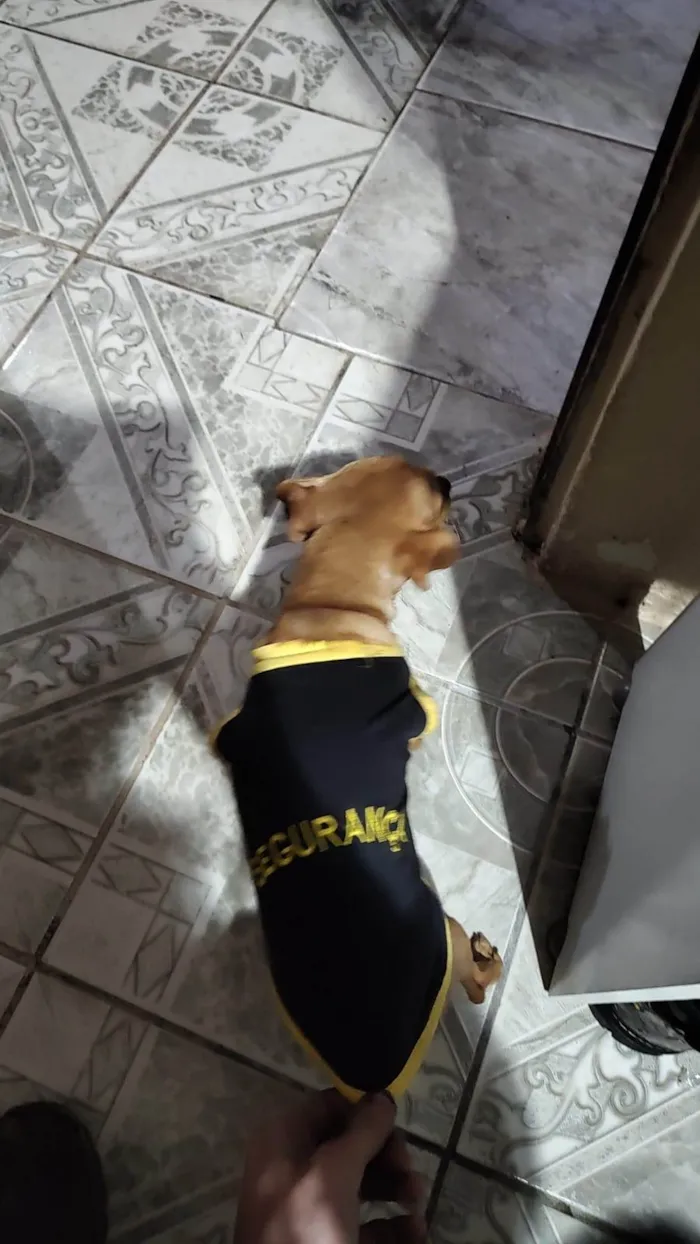 Cachorro ra a SRD-ViraLata idade 6 ou mais anos nome Vários cães 
