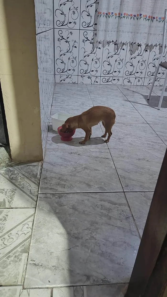 Cachorro ra a SRD-ViraLata idade 6 ou mais anos nome Vários cães 