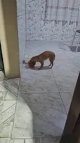 Vários cães