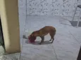 Vários cães