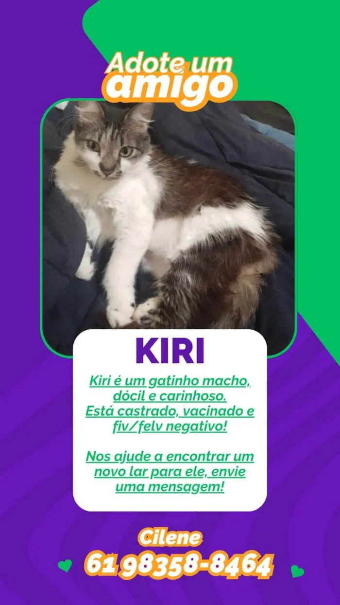 Gato ra a SRD-ViraLata idade 5 anos nome Kiri