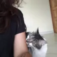 Kiri